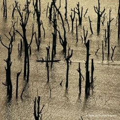 Guerlain Aqua Allegoria Forte - Rosa Rossa Eau De Parfum 11 Guerlain Aqua Allegoria Forte - Rosa Rossa Eau De Parfum -Sephora shop P10026831 3