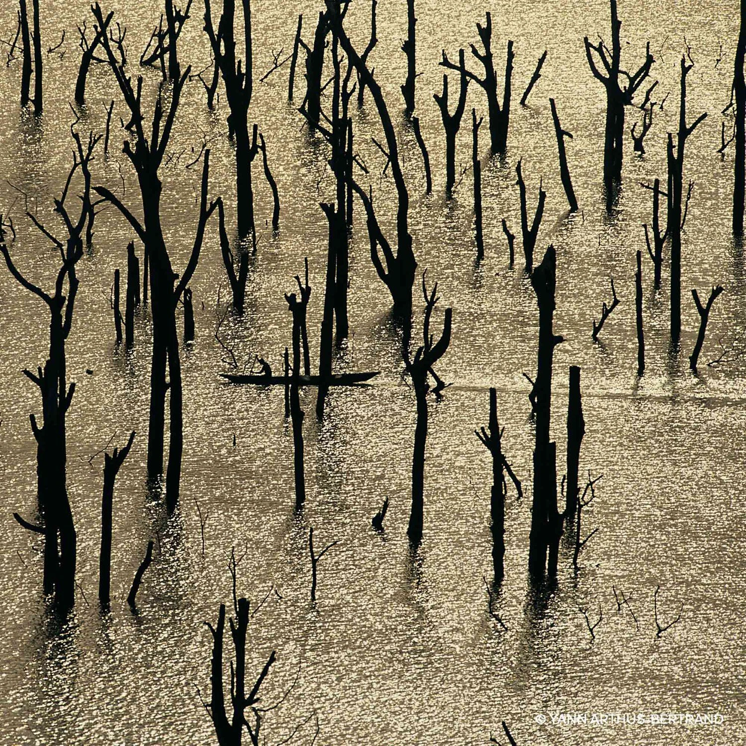 Guerlain Aqua Allegoria Forte - Rosa Rossa Eau De Parfum 6 Guerlain Aqua Allegoria Forte - Rosa Rossa Eau De Parfum – Image 4