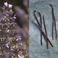 Pour Un Homme De CARON - Coffret Eau De Toilette 10 Pour Un Homme De CARON - Coffret Eau De Toilette -Sephora shop P10045911 3