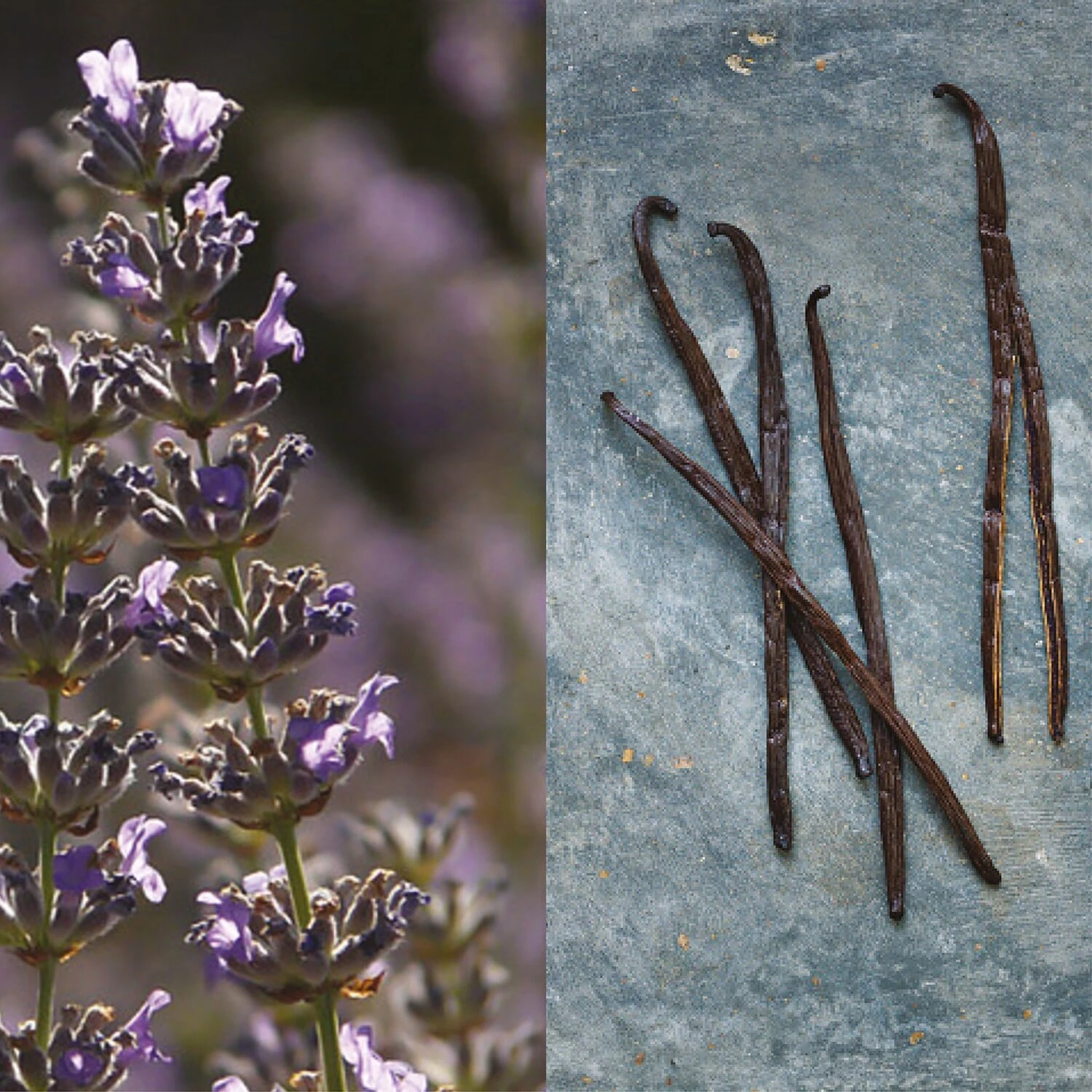 Pour Un Homme De CARON - Coffret Eau De Toilette 6 Pour Un Homme De CARON - Coffret Eau De Toilette – Image 4