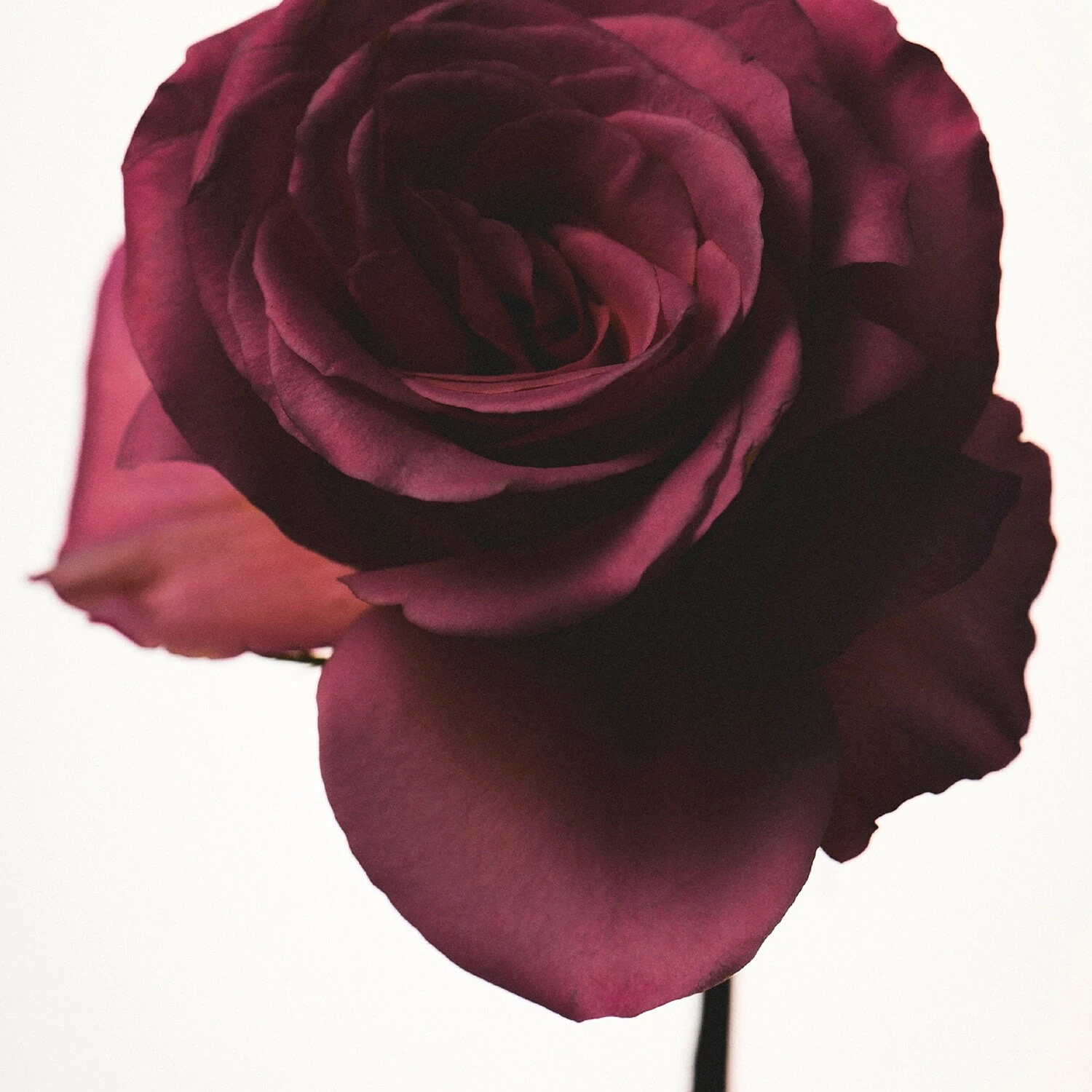 Fenty Beauty Fenty - Eau De Parfum 6 Fenty Beauty Fenty - Eau De Parfum – Image 4