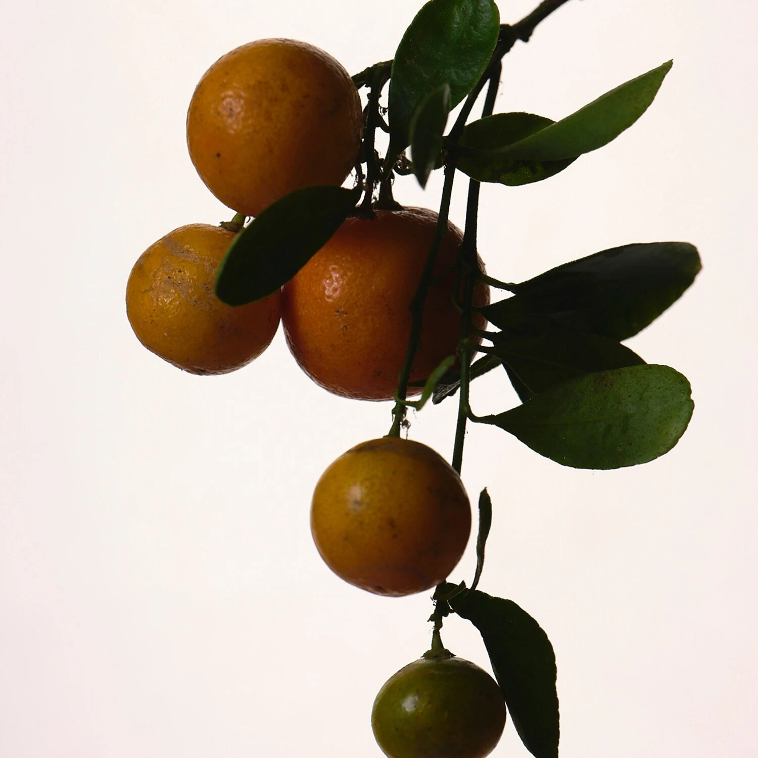 Fenty Beauty Fenty - Eau De Parfum 7 Fenty Beauty Fenty - Eau De Parfum – Image 5