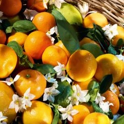 Guerlain Aqua Allegoria Harvest - Mandarine Basilic - Eau De Toilette 11 Guerlain Aqua Allegoria Harvest - Mandarine Basilic - Eau De Toilette -Sephora shop P10048020 3