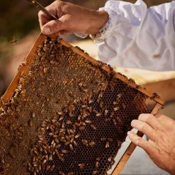 Guerlain Aqua Allegoria Harvest - Nerolia Vetiver - Eau De Toilette 13 Guerlain Aqua Allegoria Harvest - Nerolia Vetiver - Eau De Toilette -Sephora shop P10048021 5