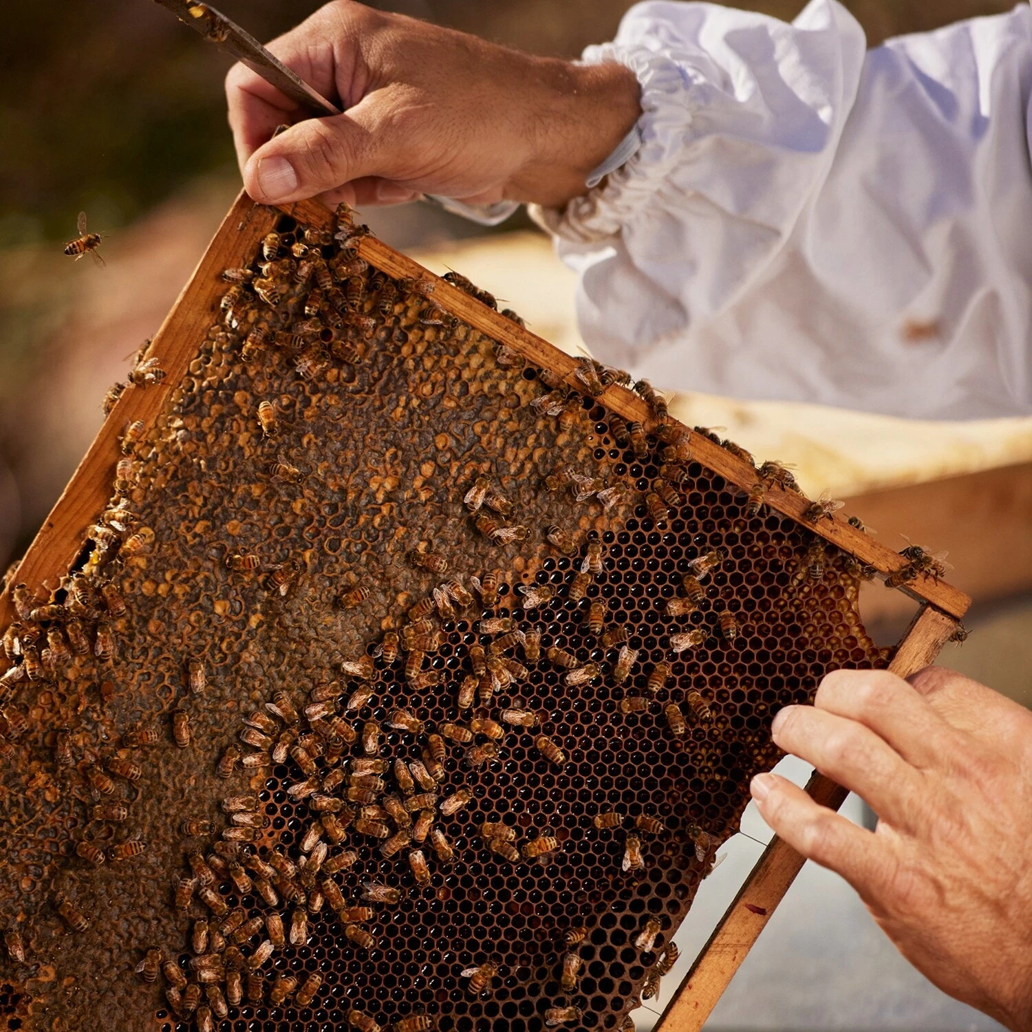 Guerlain Aqua Allegoria Harvest - Nerolia Vetiver - Eau De Toilette 8 Guerlain Aqua Allegoria Harvest - Nerolia Vetiver - Eau De Toilette – Image 6