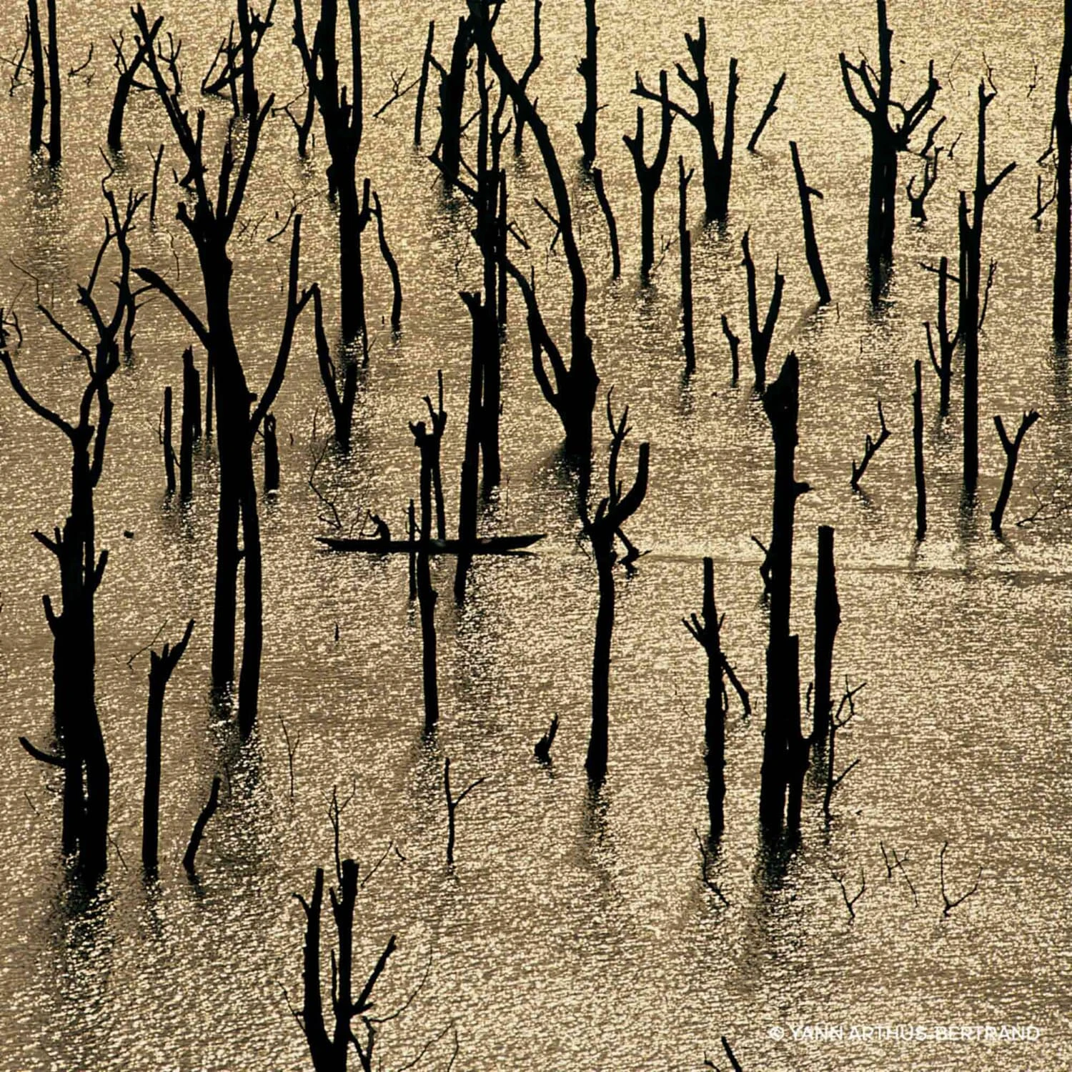 Guerlain Aqua Allegoria Forte - Nerolia Vetiver - Eau De Parfum 8 Guerlain Aqua Allegoria Forte - Nerolia Vetiver - Eau De Parfum – Image 6