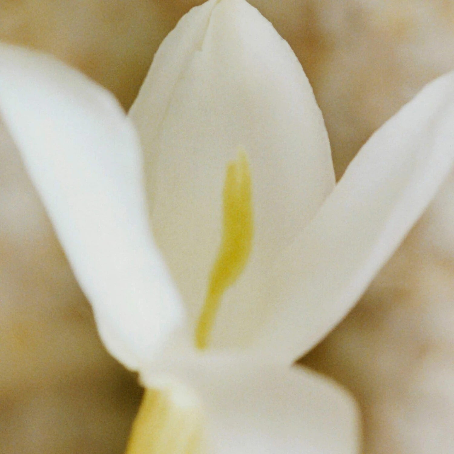 Chloé Nomade Jasmin Naturel Intense - Eau De Parfum Intense 7 Chloé Nomade Jasmin Naturel Intense - Eau De Parfum Intense – Image 5