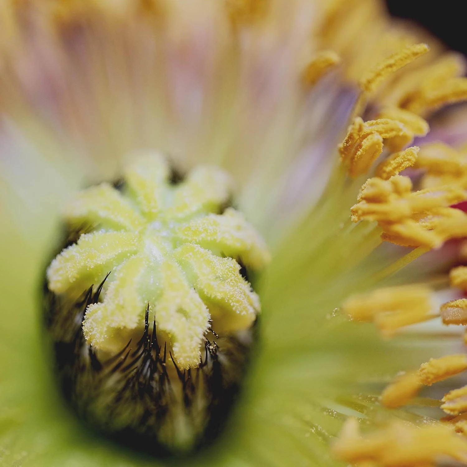 Sisley L'Eau Rêvée D'Alma - Eau De Toilette 8 Sisley L'Eau Rêvée D'Alma - Eau De Toilette – Image 6