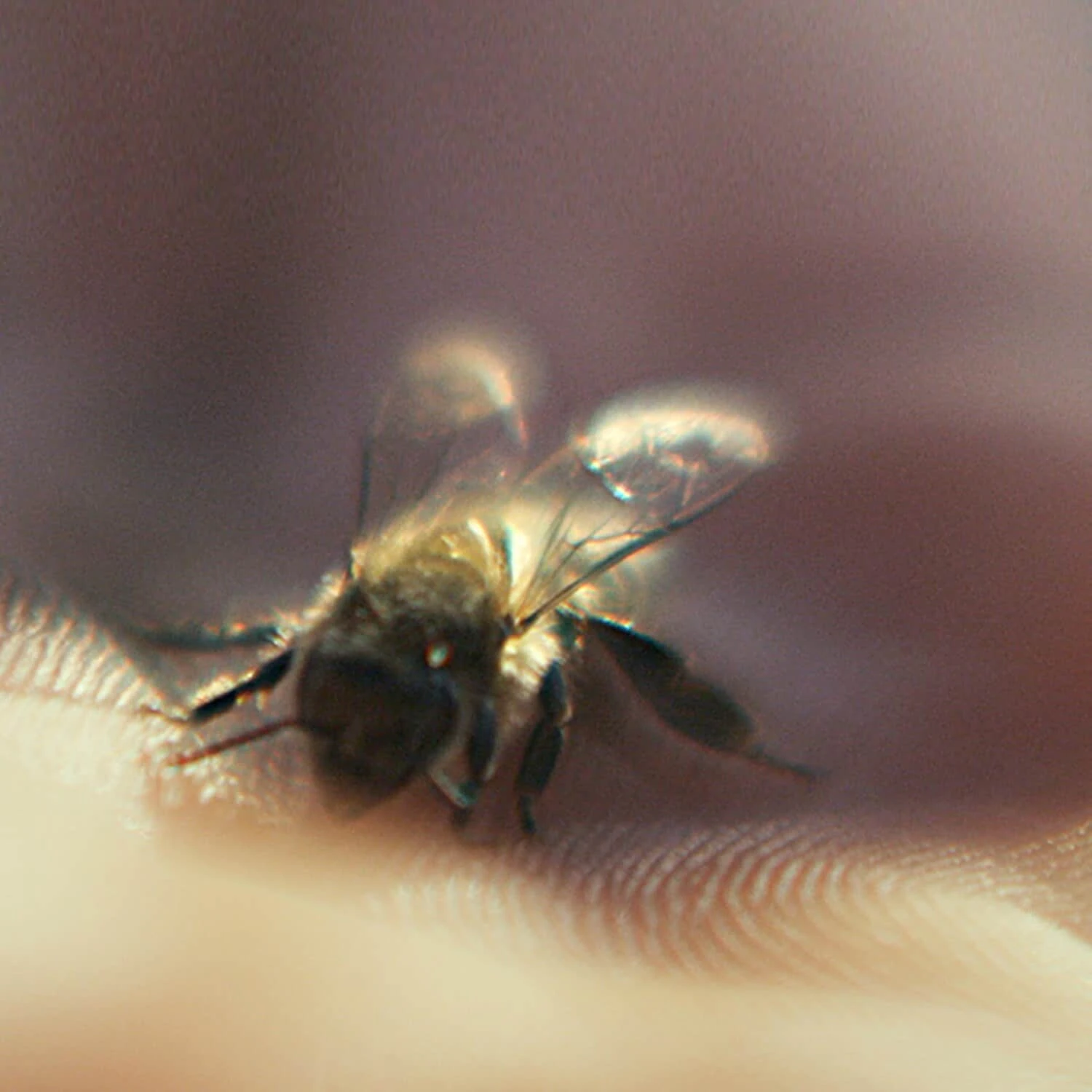 Guerlain Abeille Royale - Crème Nuit 7 Guerlain Abeille Royale - Crème Nuit – Image 5